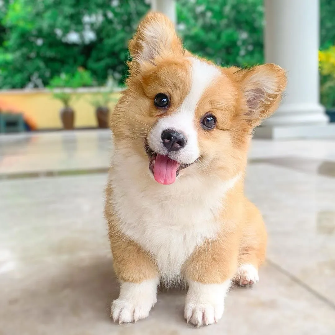 Picture of a Corgi puppy smiling